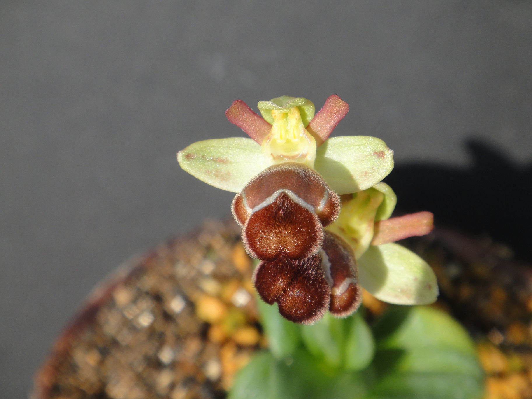Ophrys omegaifera Fleischmann